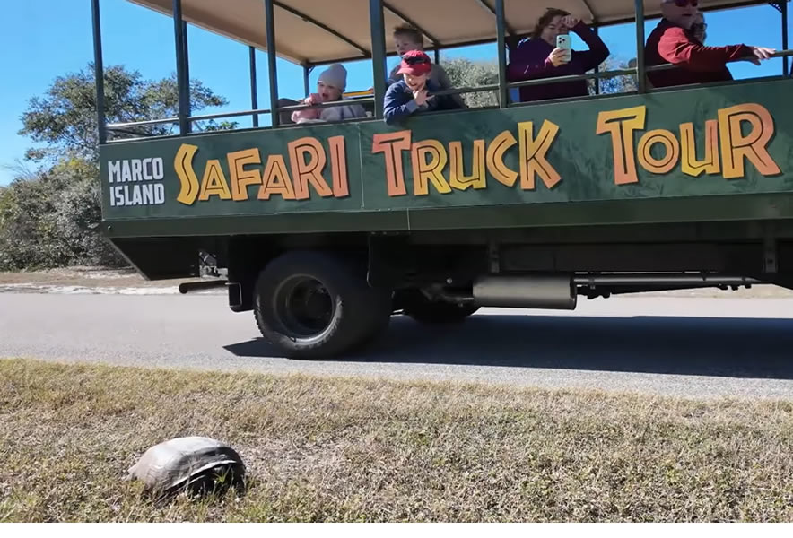 Marco Island Gopher Tortoise Sightseeing Tour